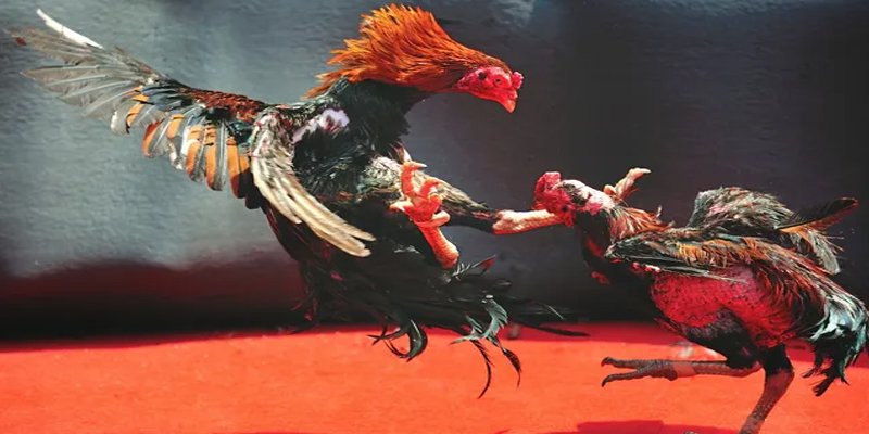 i9bet128 c1 gà chọi
