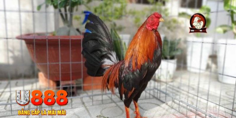i9bet128 game máy bay nổ hũ