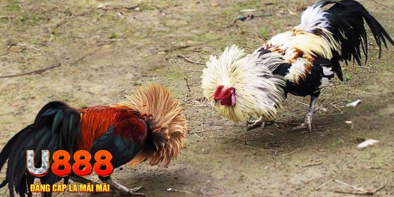 i9bet128 game nổ hũ là gì